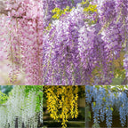 WISTERIA