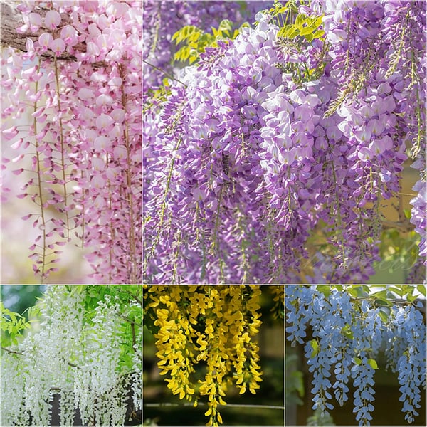 WISTERIA