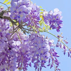 WISTERIA