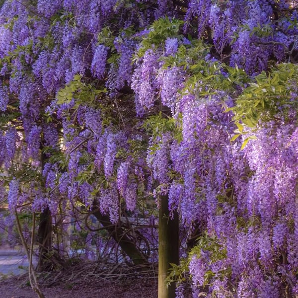 WISTERIA