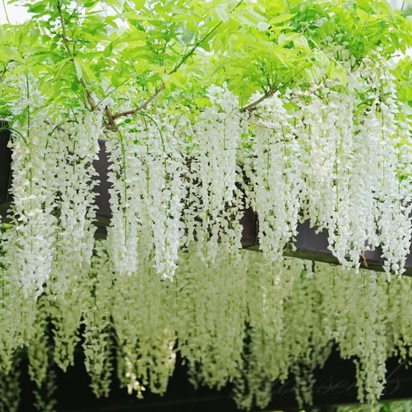 WISTERIA