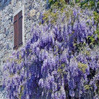 WISTERIA