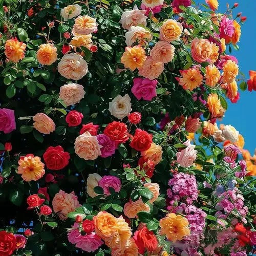 Climbing Rose Vine Seeds